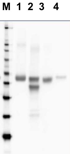 western blot using directly HRP-conjugated anti-RbcL antibodies